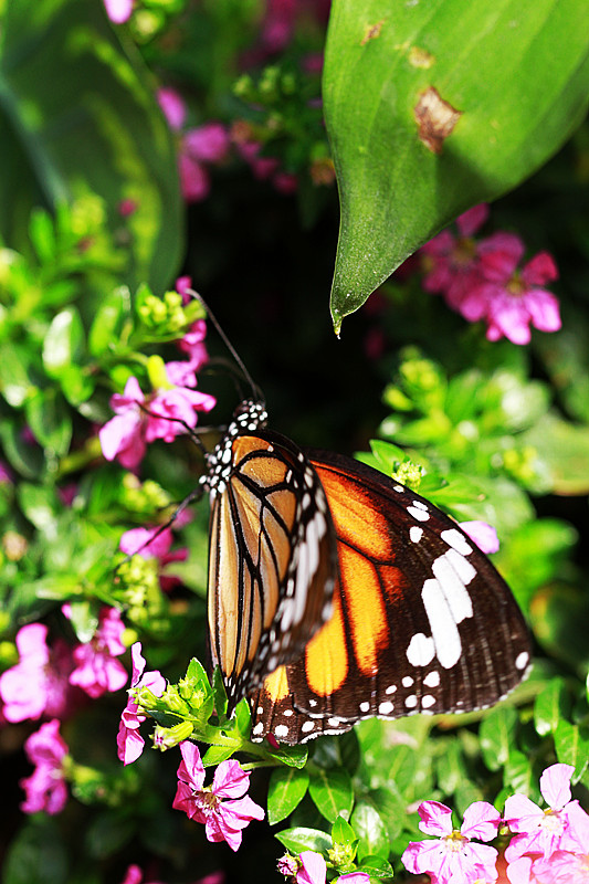 北京植物园~~~~~~~~~~~~~~
