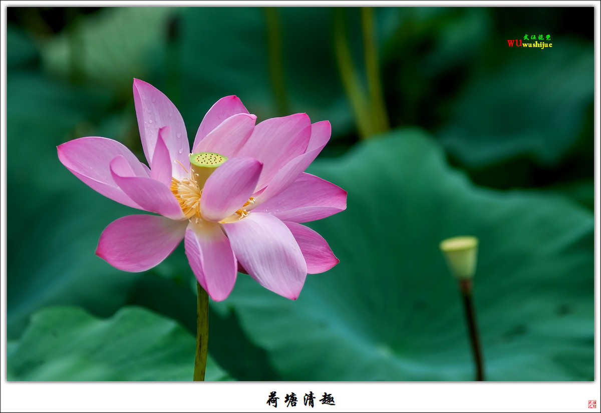 荷塘清趣