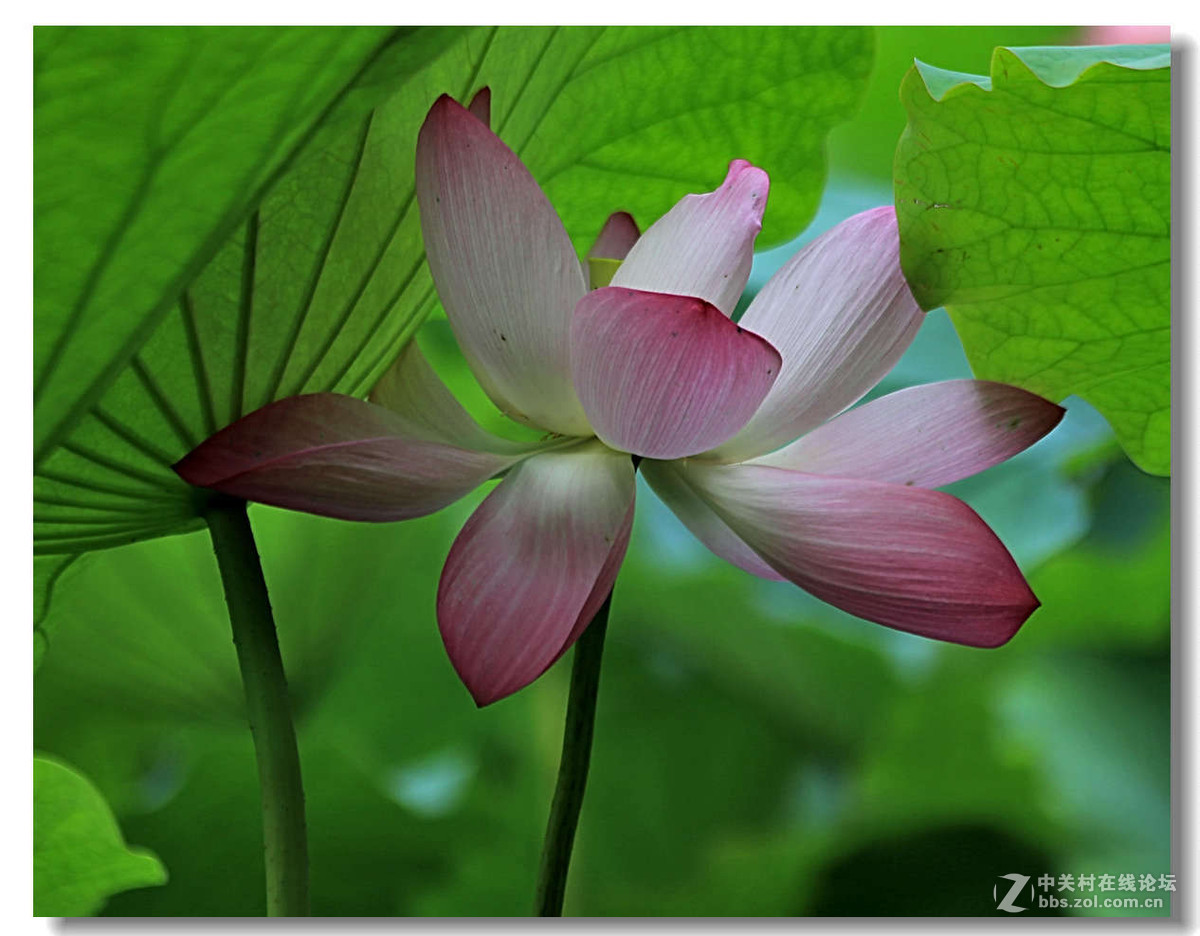 世纪公园拍荷1