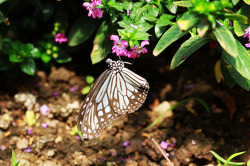 北京植物园~~~~~~~~~~~~~~
