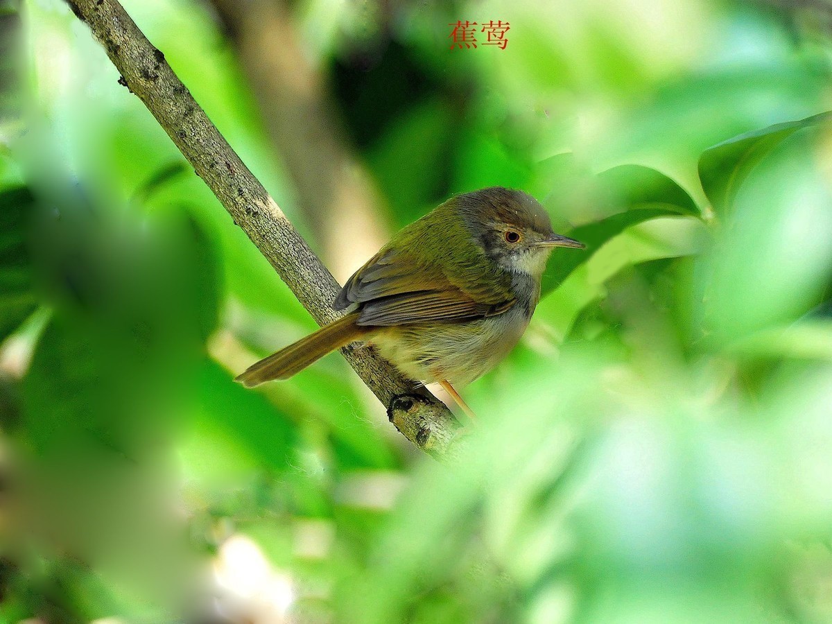 南宁小鸟    今天2.18拍摄