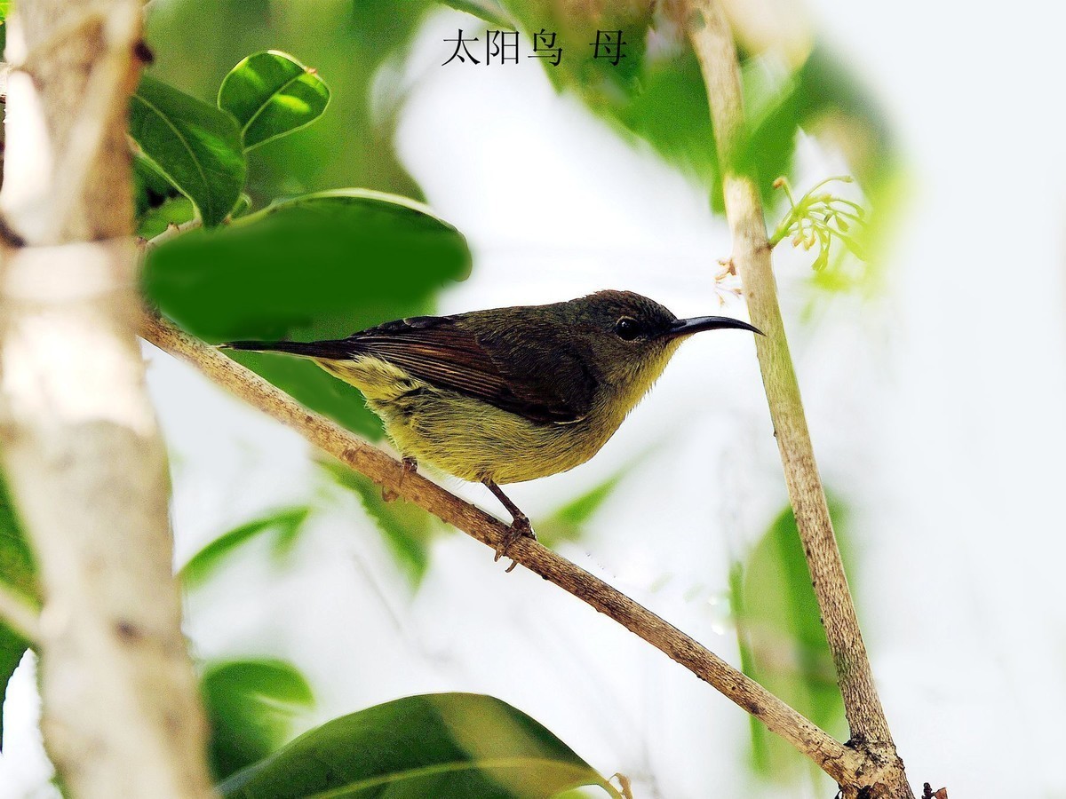 南宁小鸟    今天2.18拍摄