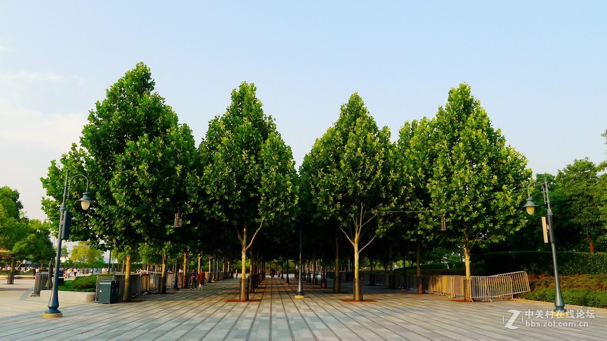 海口行道树常见树种图片