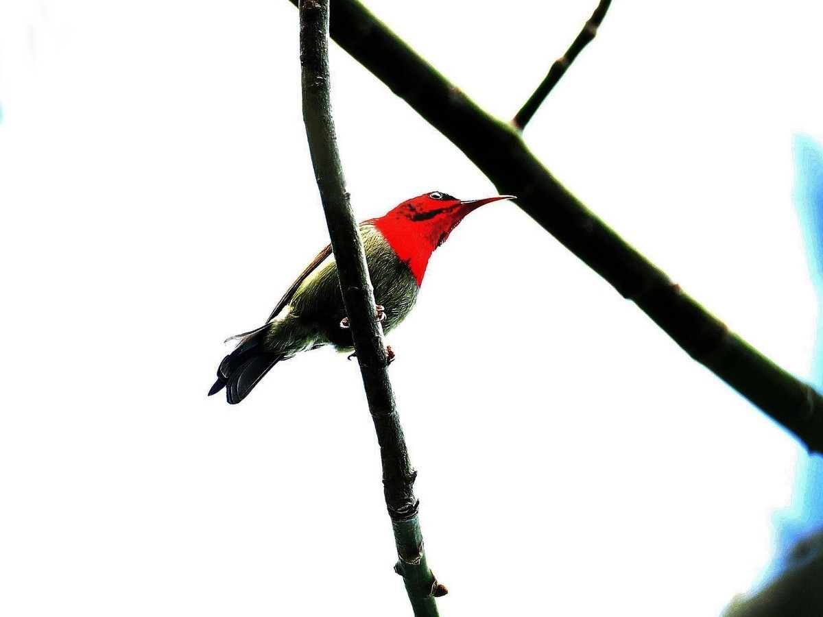 南宁小鸟    今天2.18拍摄