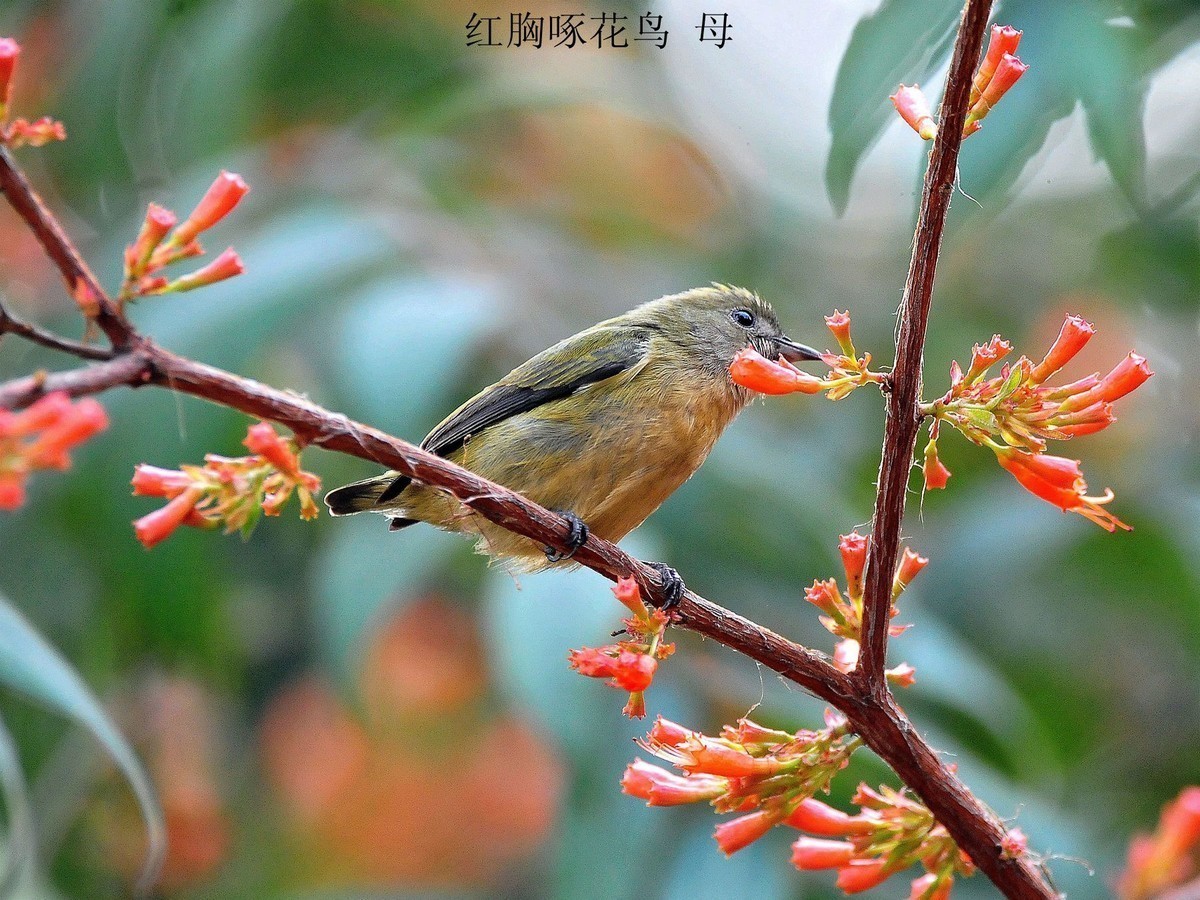南宁小鸟    今天2.18拍摄