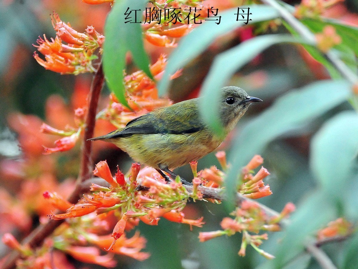 南宁小鸟    今天2.18拍摄