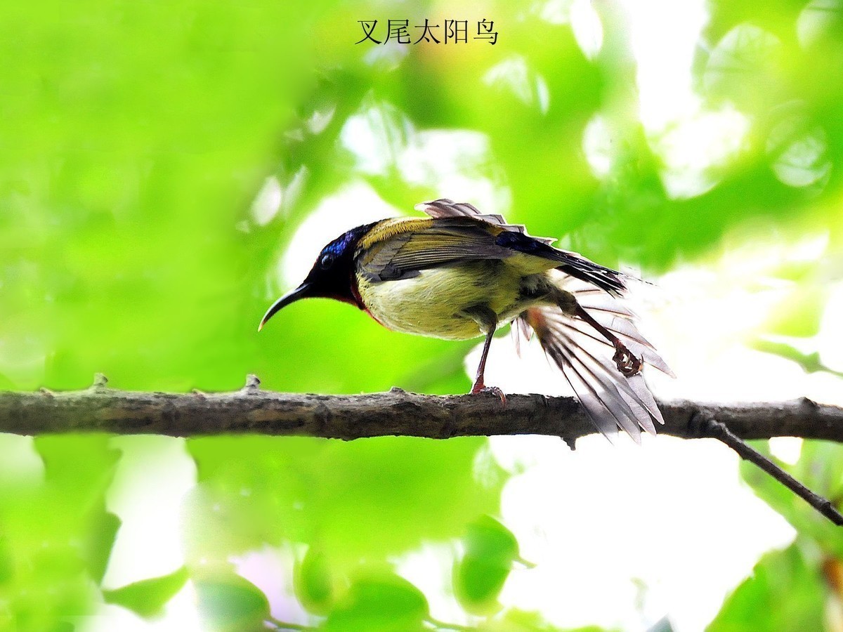 南宁小鸟    今天2.18拍摄