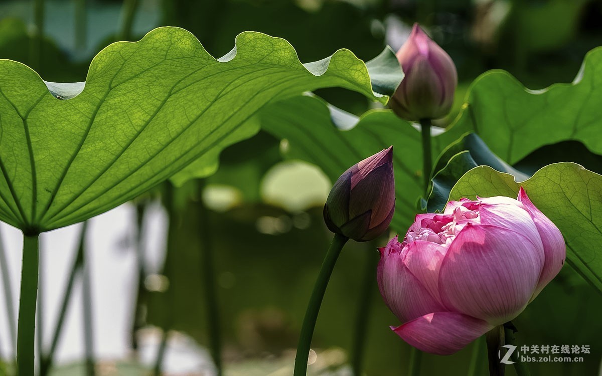 夏日------荷花