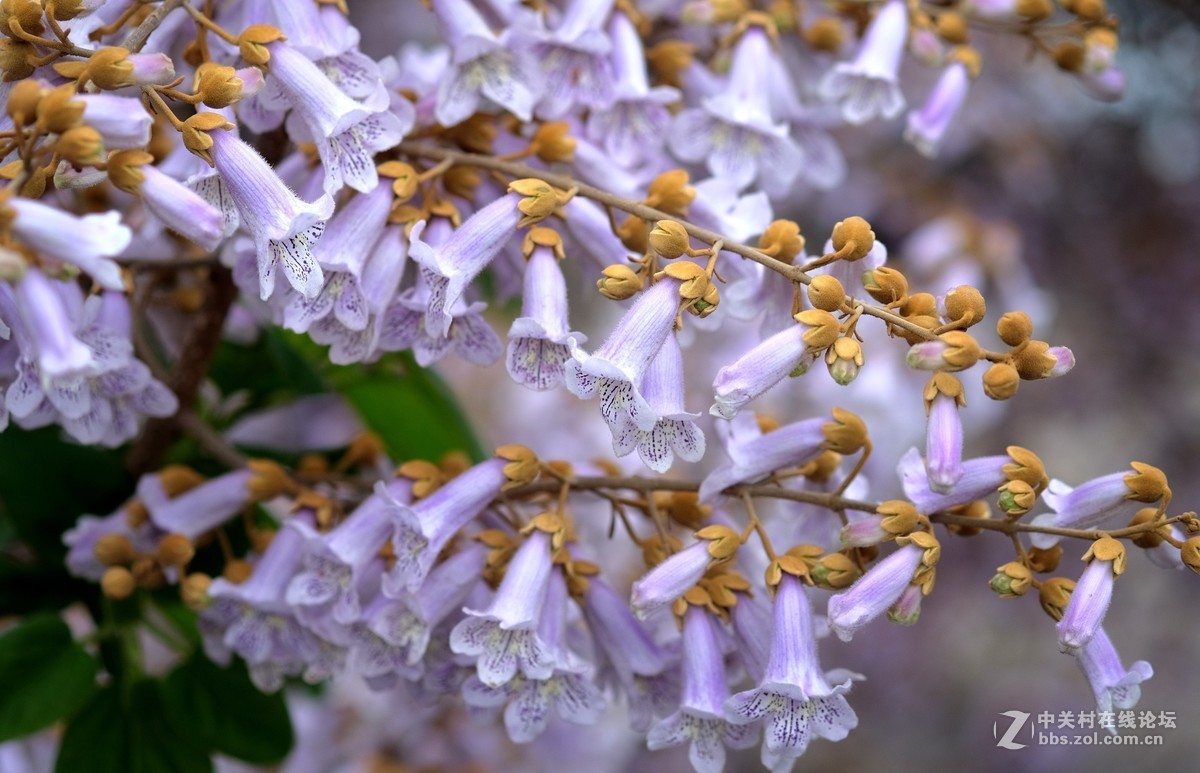 拍完桐花拍蔥花