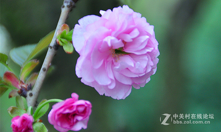 一组花卉（1）