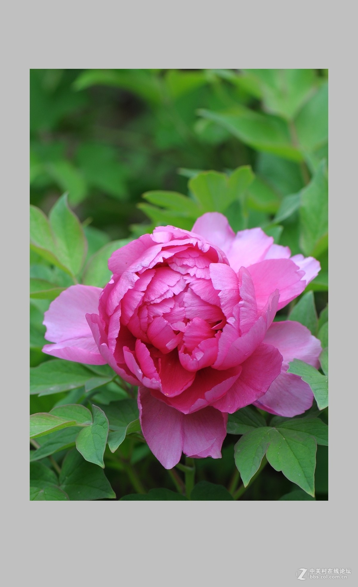 牡丹图