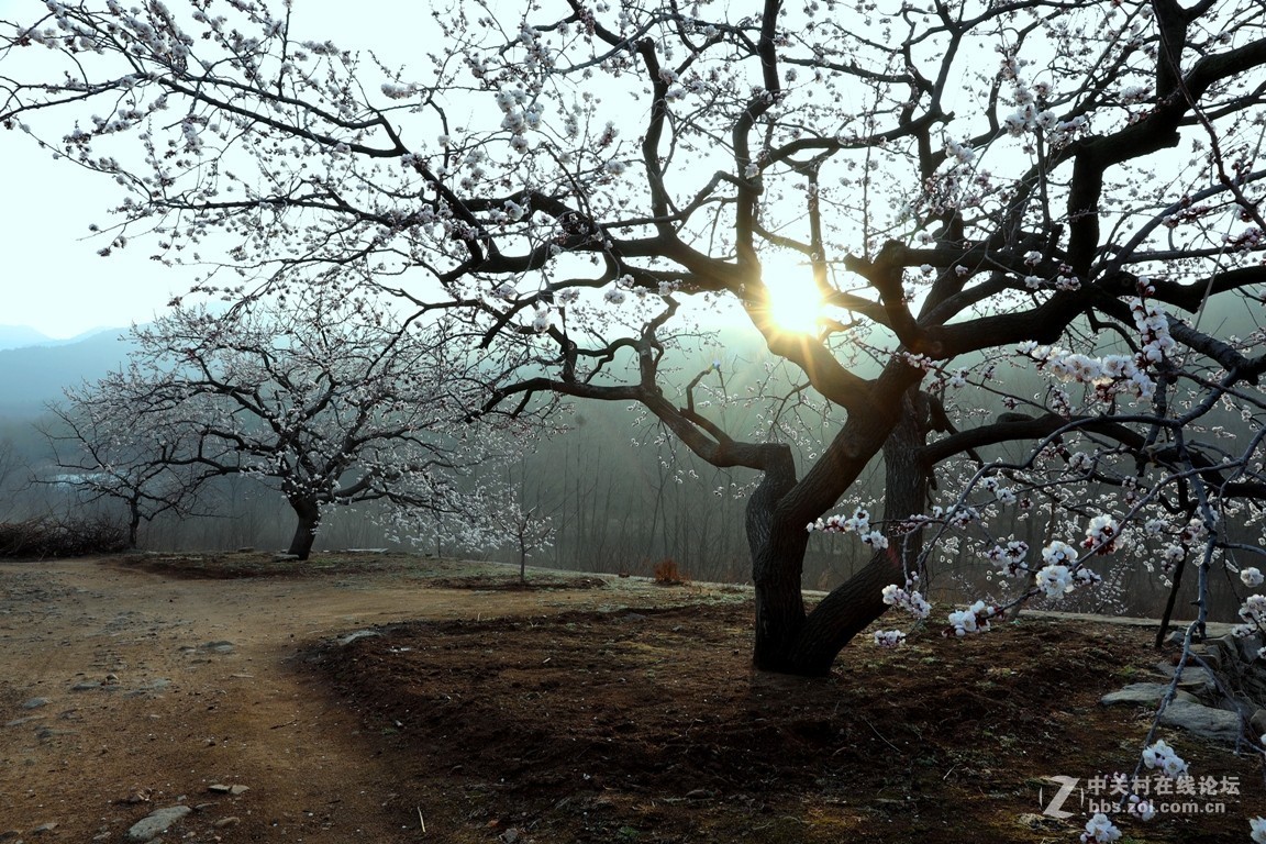 杏花村里看杏花