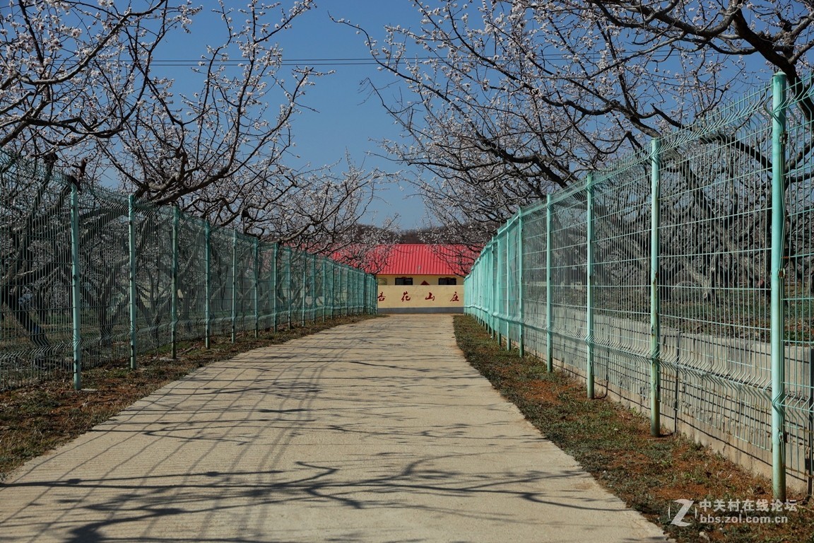 杏花村里看杏花