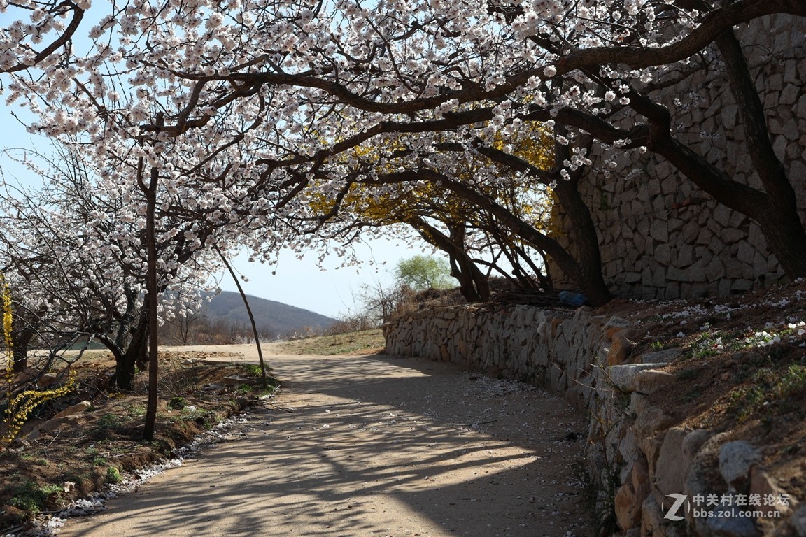 杏花村里看杏花