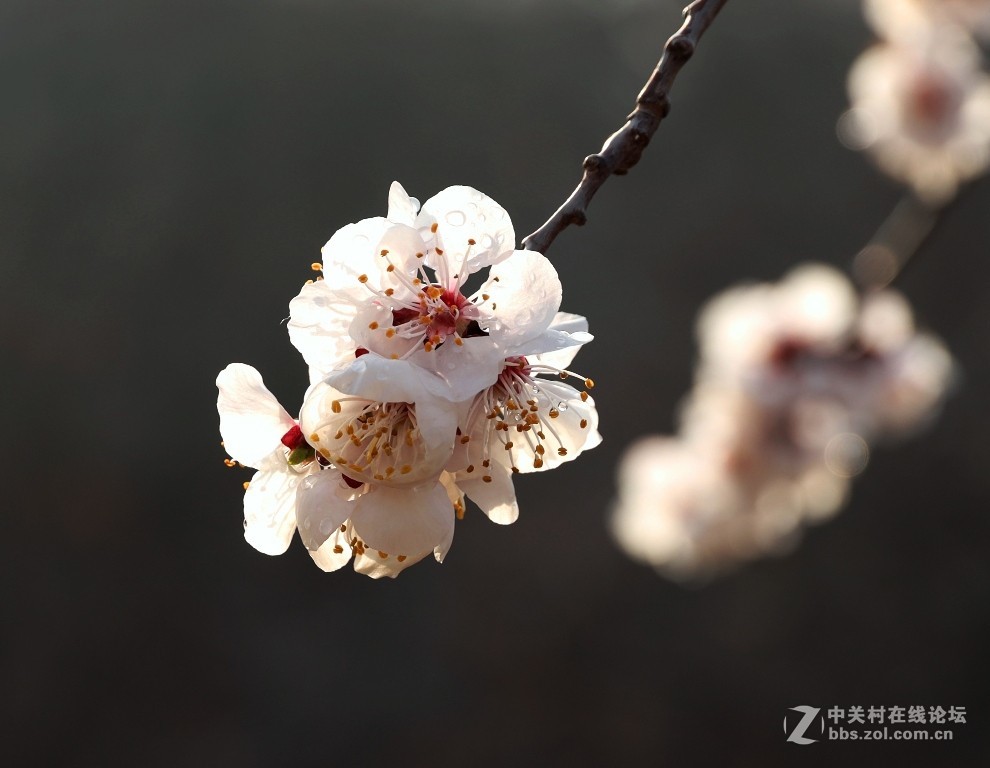 杏花村里看杏花