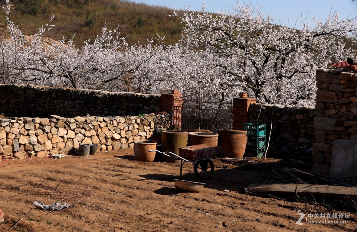 杏花村里看杏花