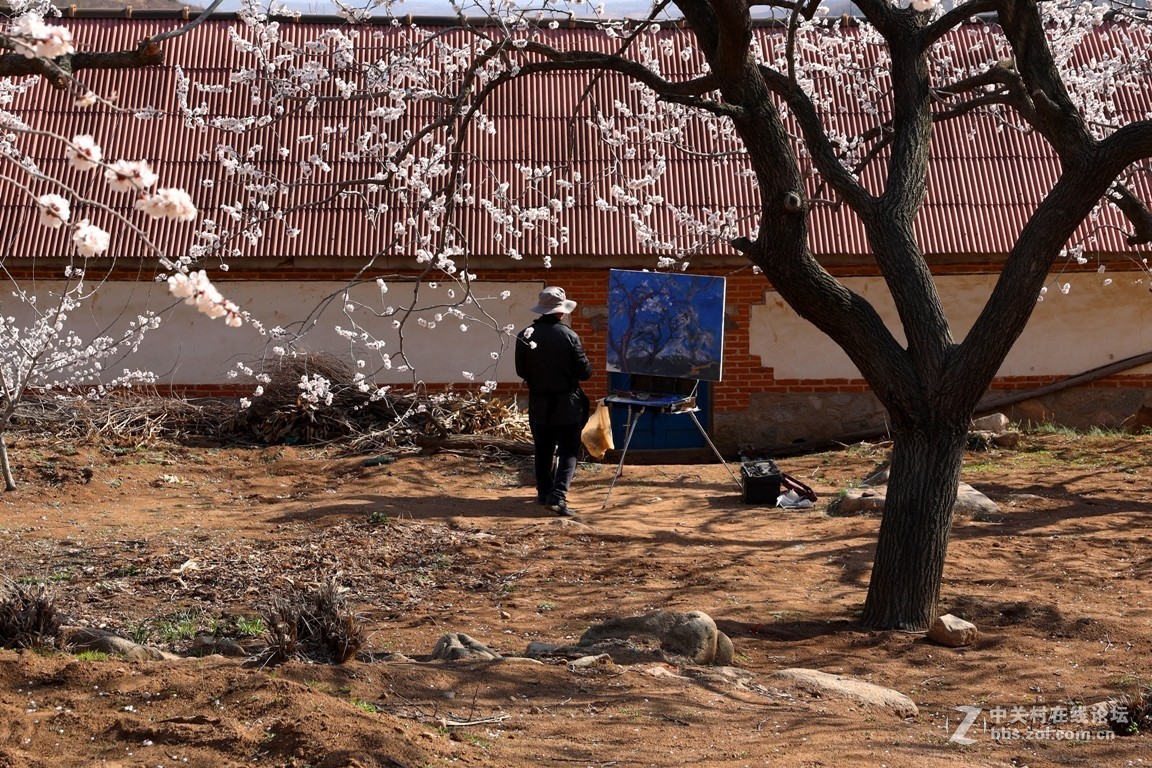 杏花村里看杏花