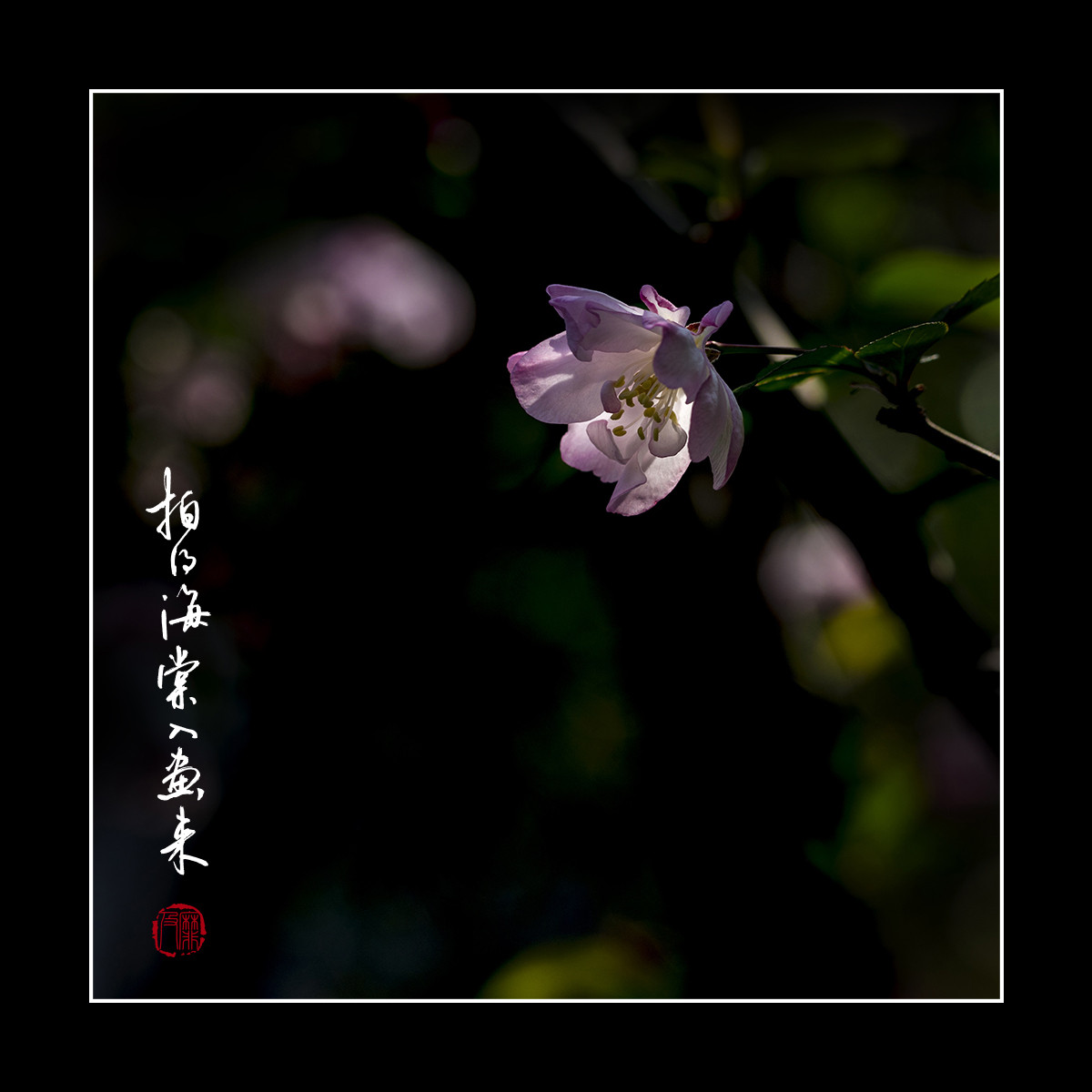 #尼康花卉作品赏析#【拍得海棠入画来】 （老阿推荐）