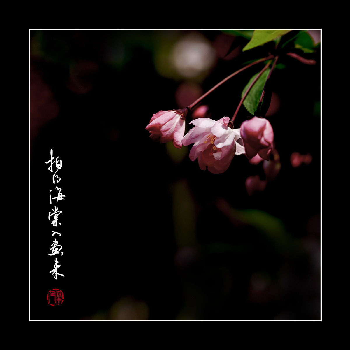 #尼康花卉作品赏析#【拍得海棠入画来】 （老阿推荐）