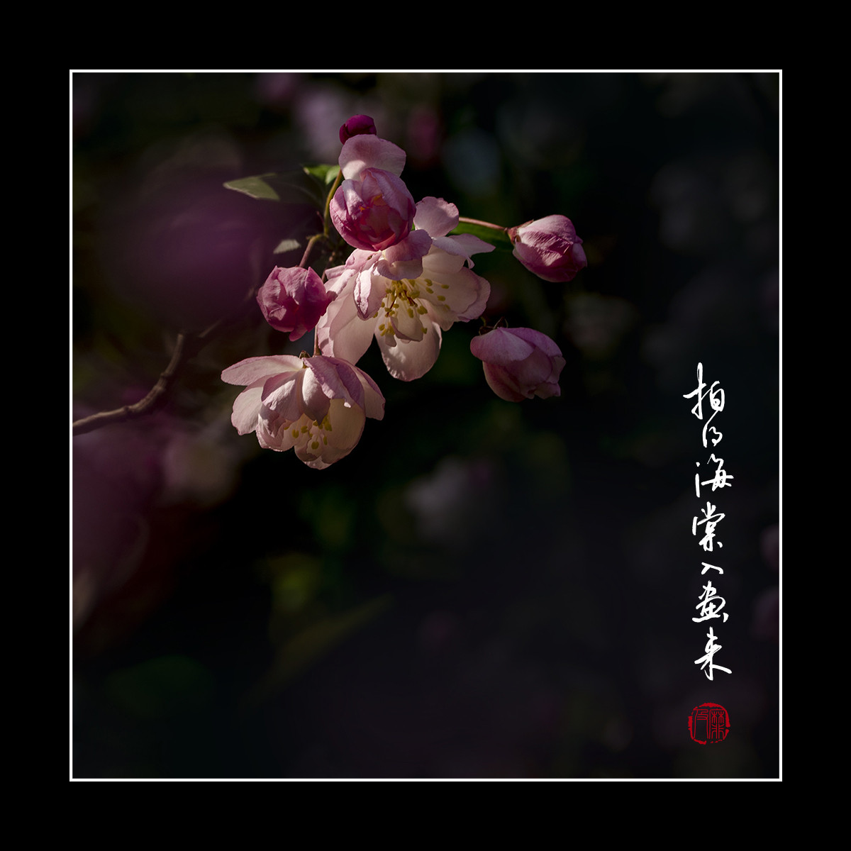 #尼康花卉作品赏析#【拍得海棠入画来】 （老阿推荐）