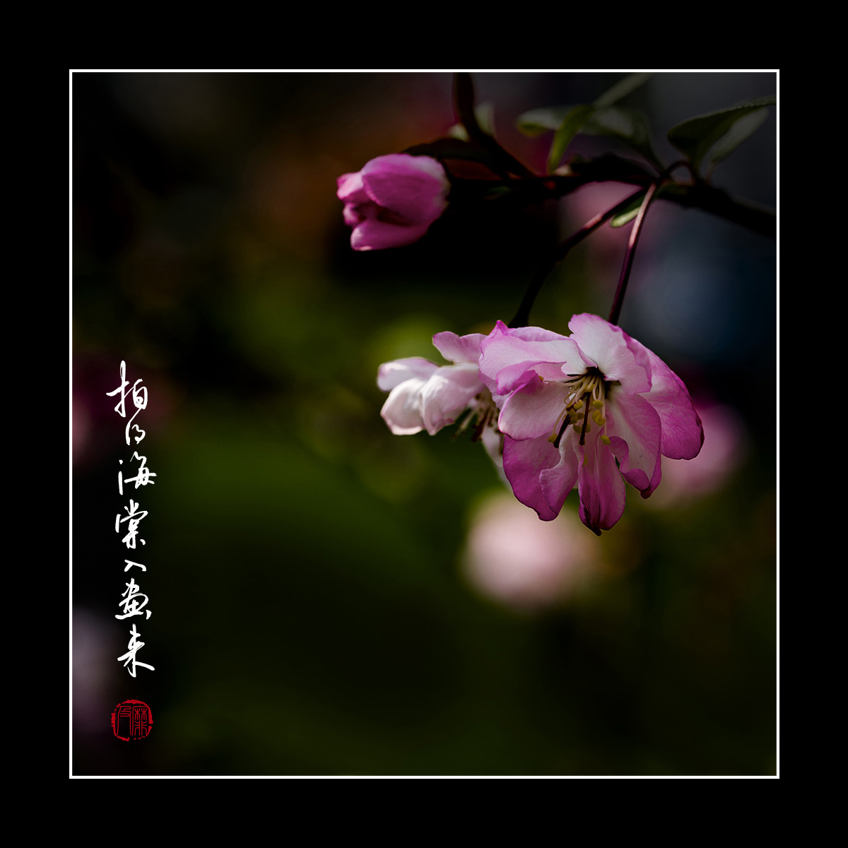 #尼康花卉作品赏析#【拍得海棠入画来】 （老阿推荐）