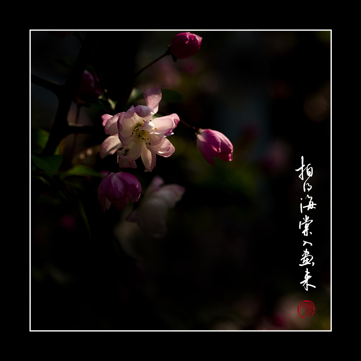 #尼康花卉作品赏析#【拍得海棠入画来】 （老阿推荐）