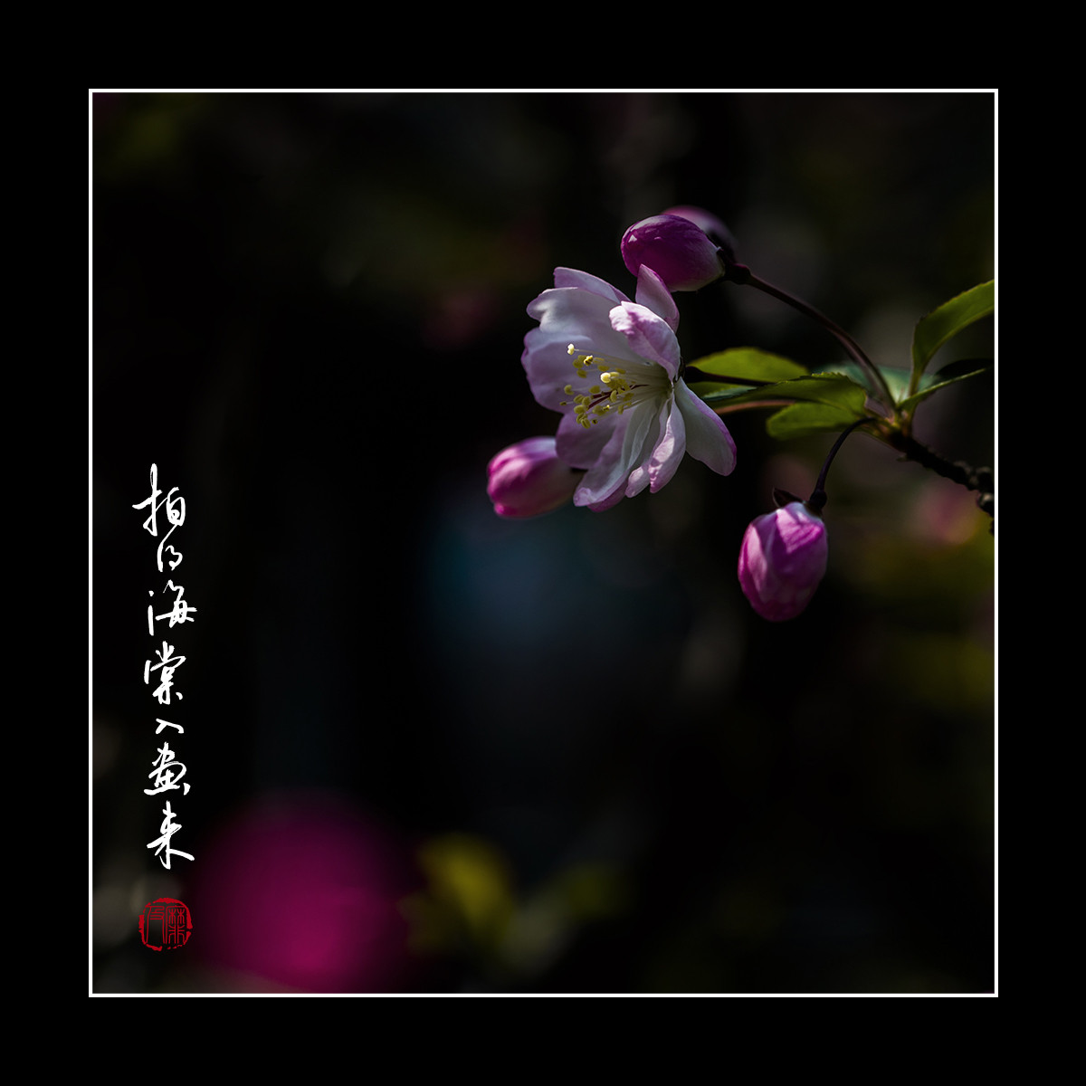 #尼康花卉作品赏析#【拍得海棠入画来】 （老阿推荐）