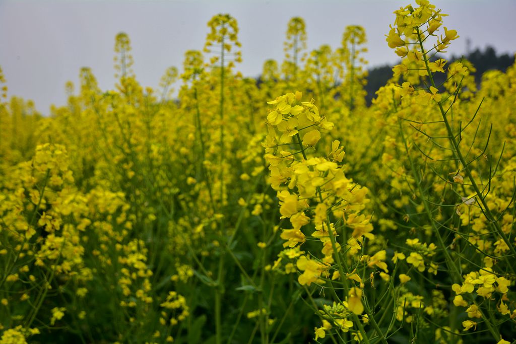 金燦燦的油菜花