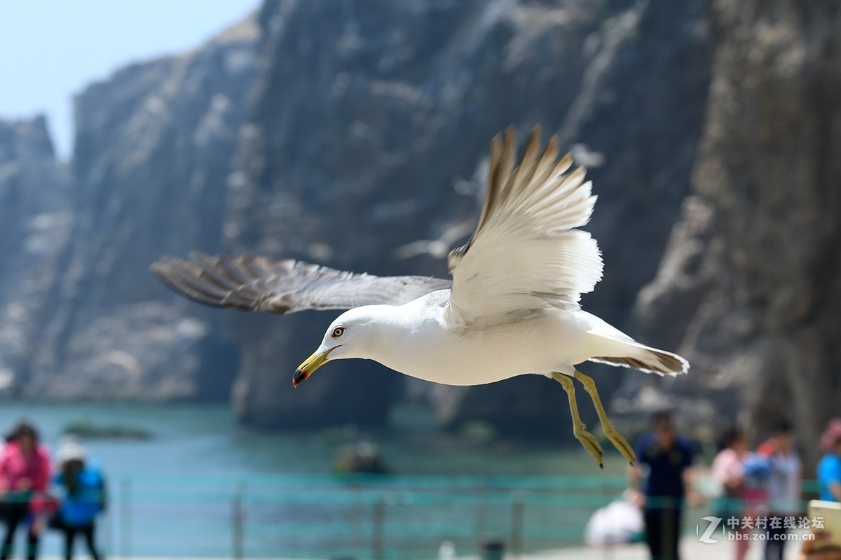 黑尾鸥之乡  -----海驴岛