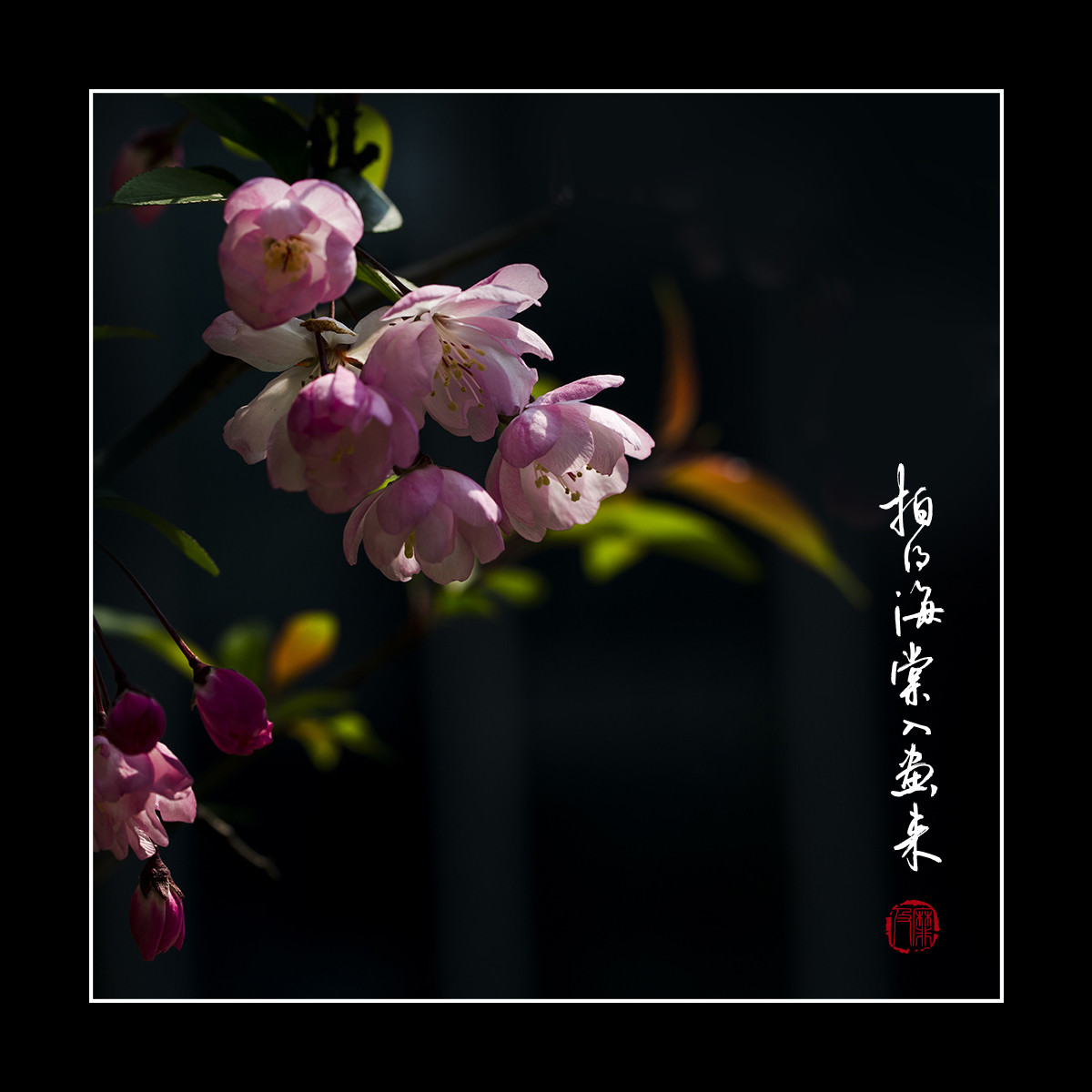 #尼康花卉作品赏析#【拍得海棠入画来】 （老阿推荐）