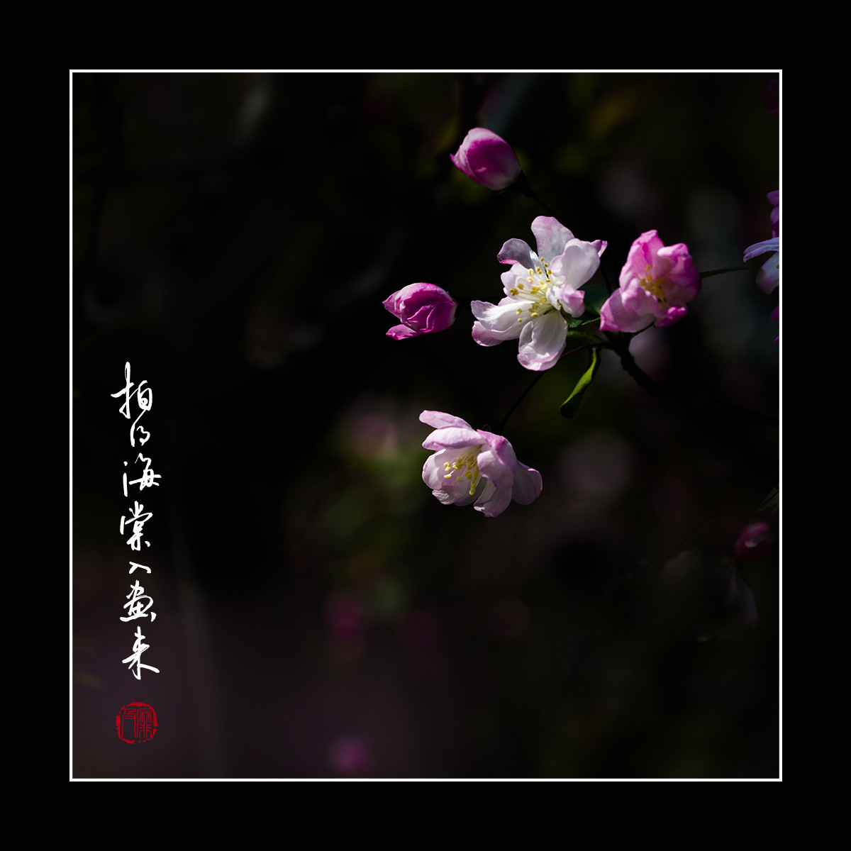 #尼康花卉作品赏析#【拍得海棠入画来】 （老阿推荐）