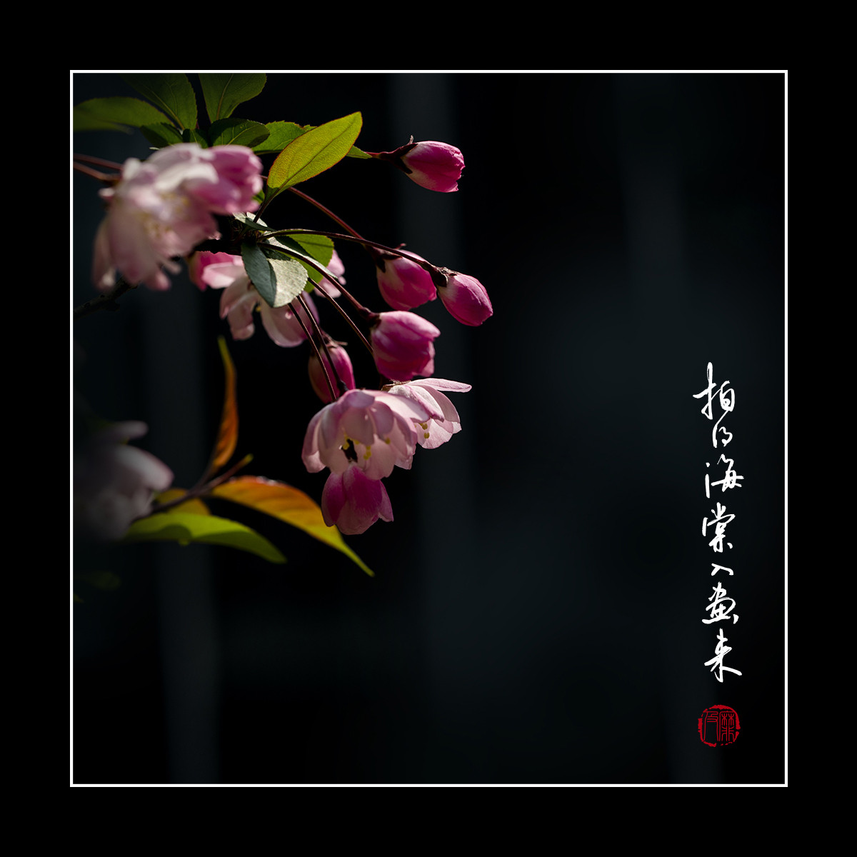 #尼康花卉作品赏析#【拍得海棠入画来】 （老阿推荐）