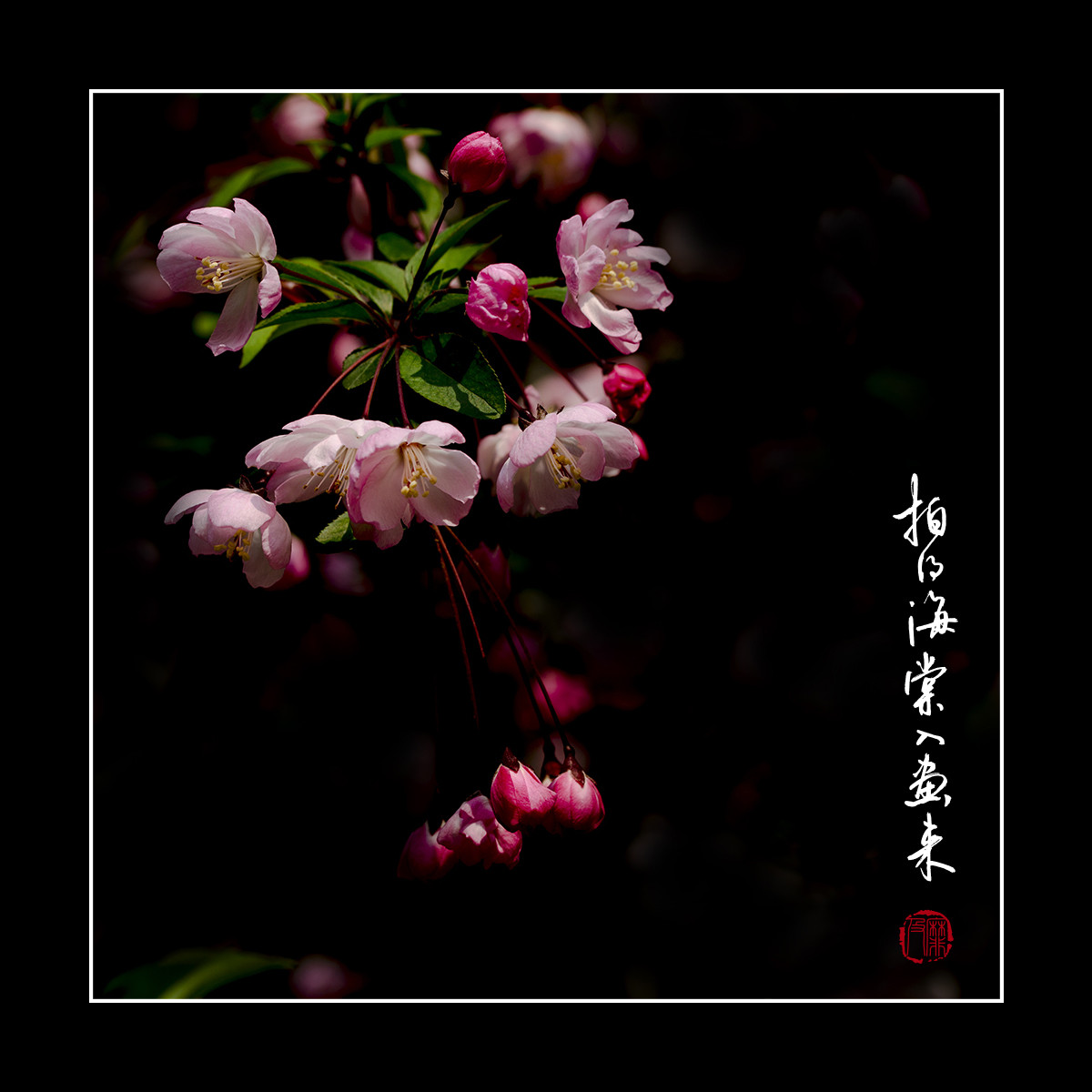 #尼康花卉作品赏析#【拍得海棠入画来】 （老阿推荐）