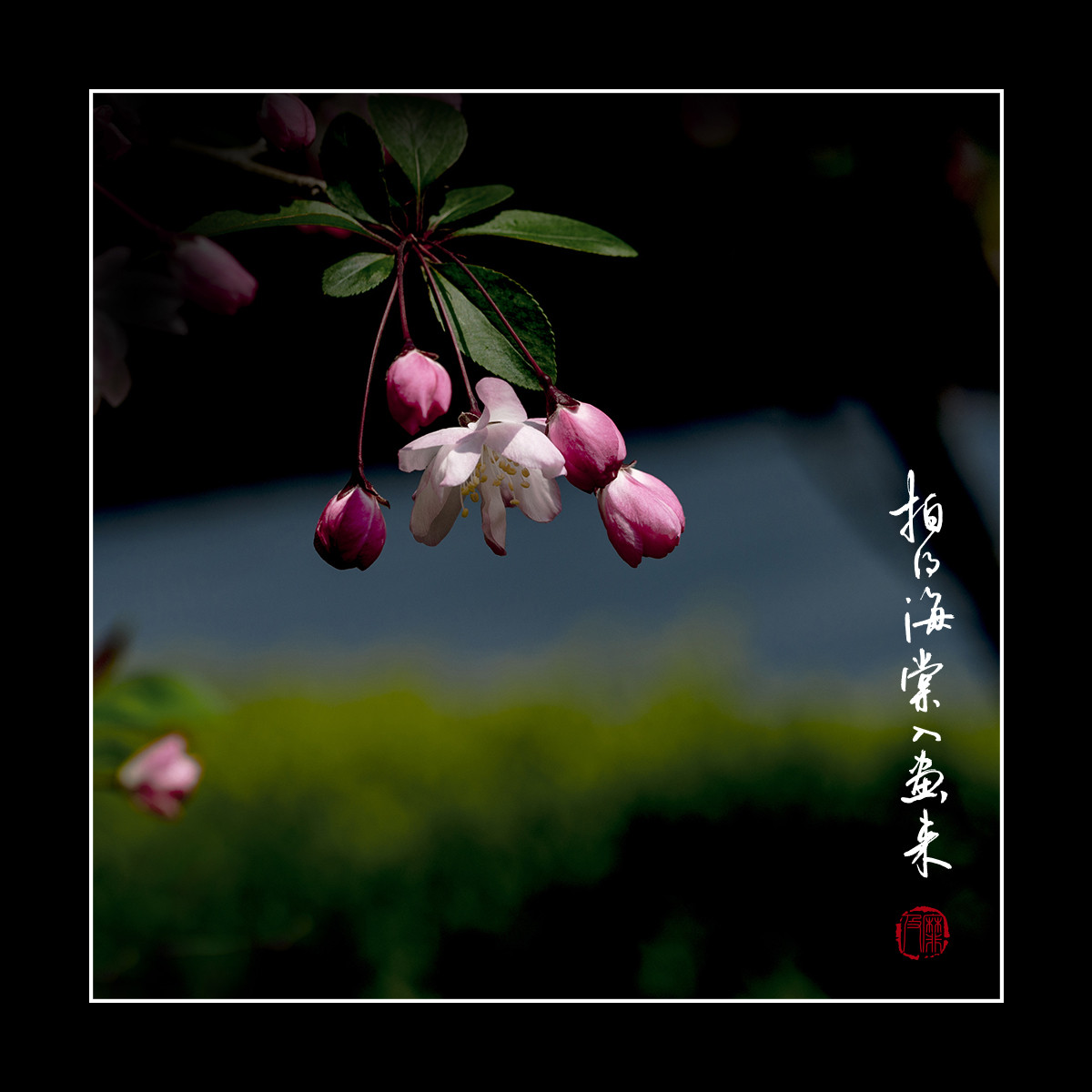 #尼康花卉作品赏析#【拍得海棠入画来】 （老阿推荐）