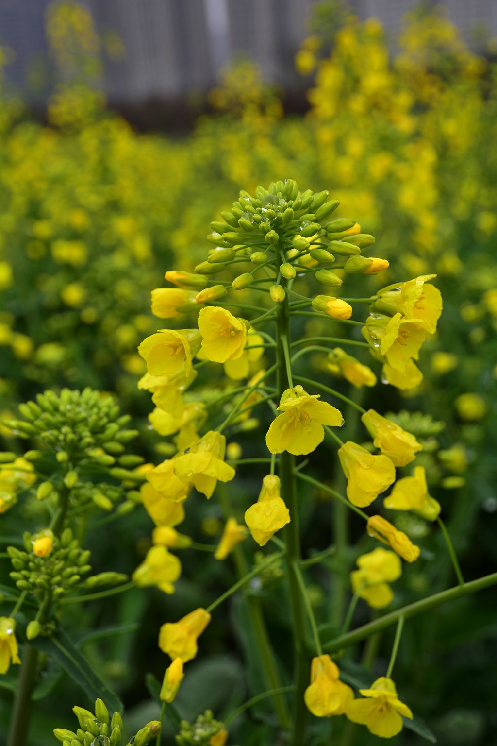 金灿灿的油菜花