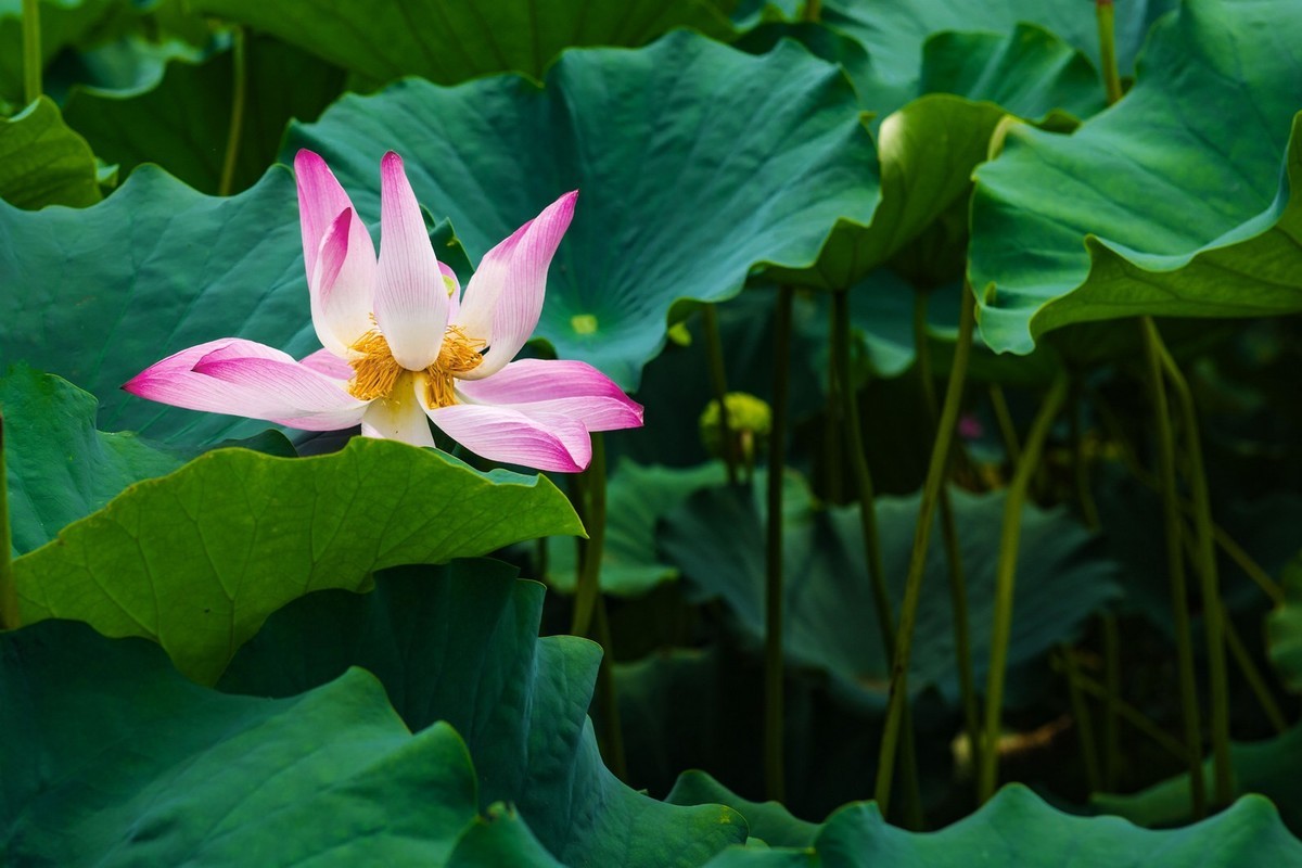 荷花