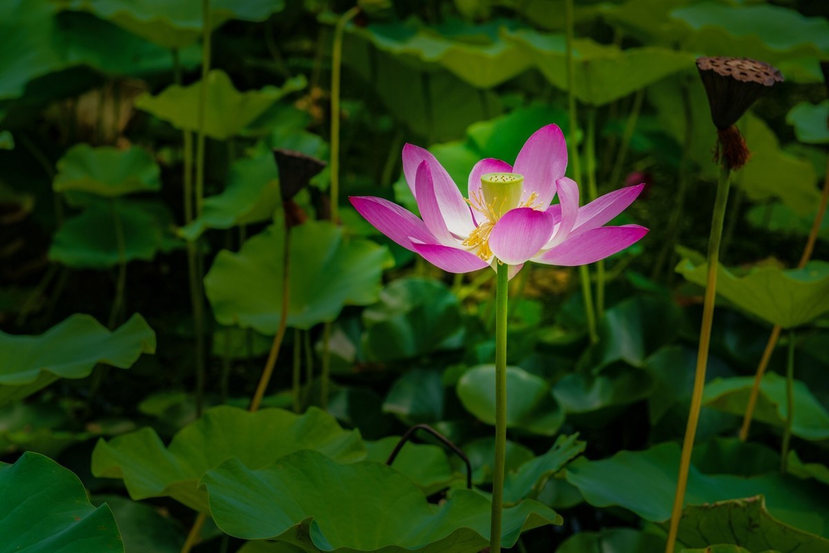 荷花
