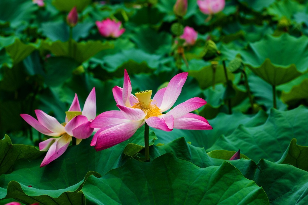 荷花