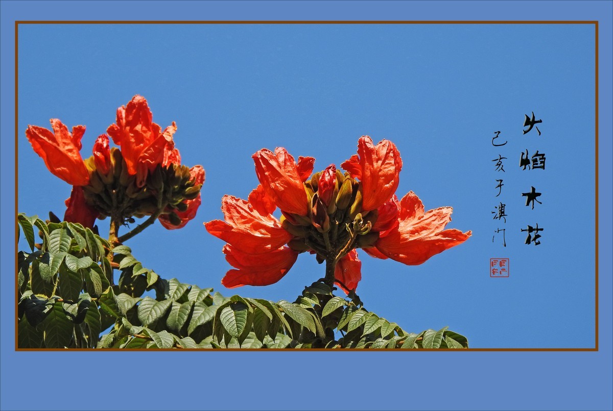 红红火火的火焰木花