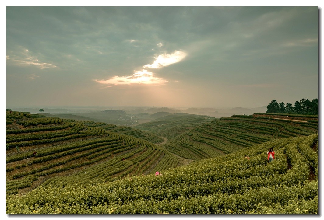 湖州埭溪东红茶场