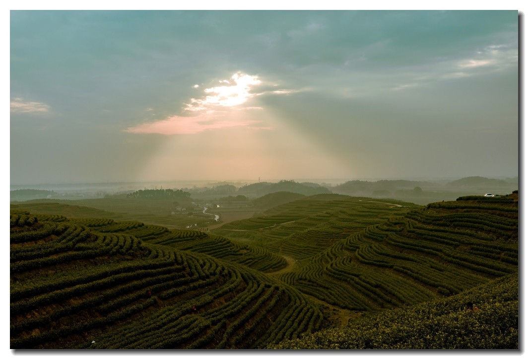 湖州埭溪东红茶场