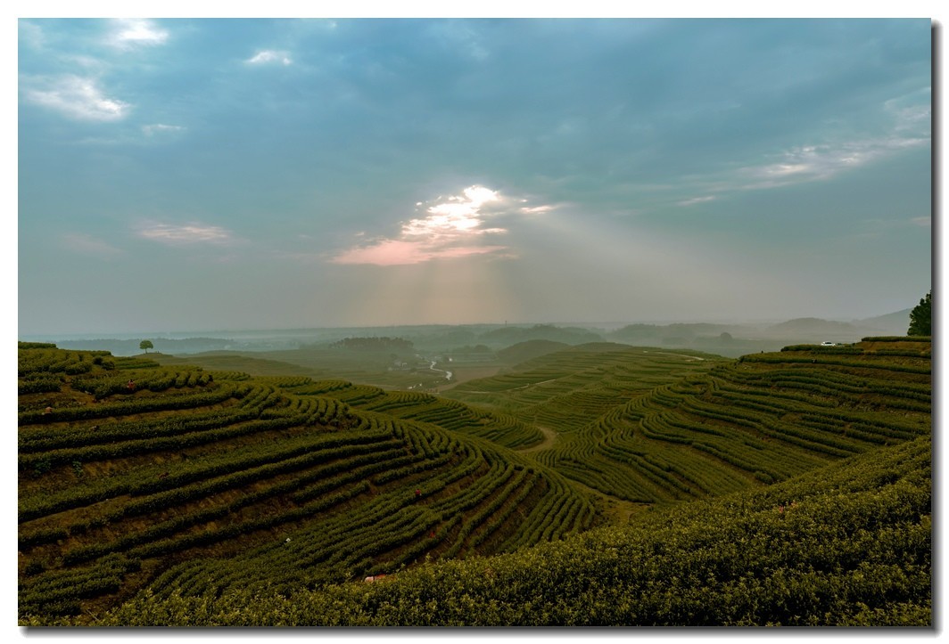 湖州埭溪东红茶场