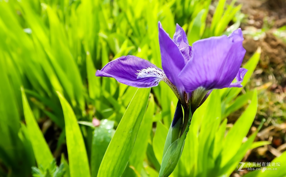 鸢尾花