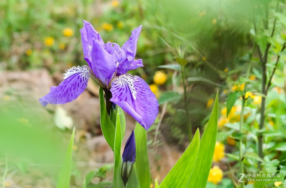 鸢尾花