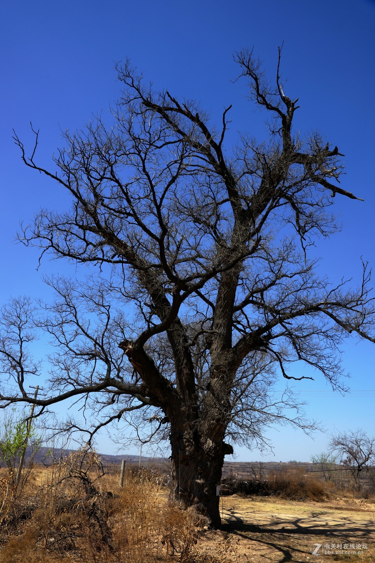宜川县壶口镇高柏村