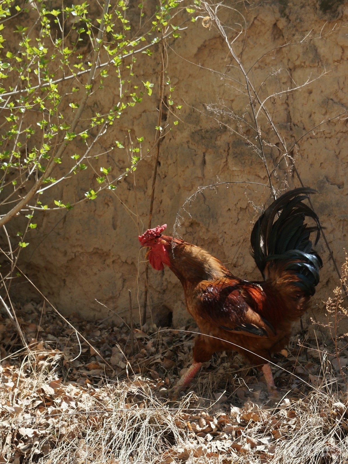 宜川县壶口镇高柏村
