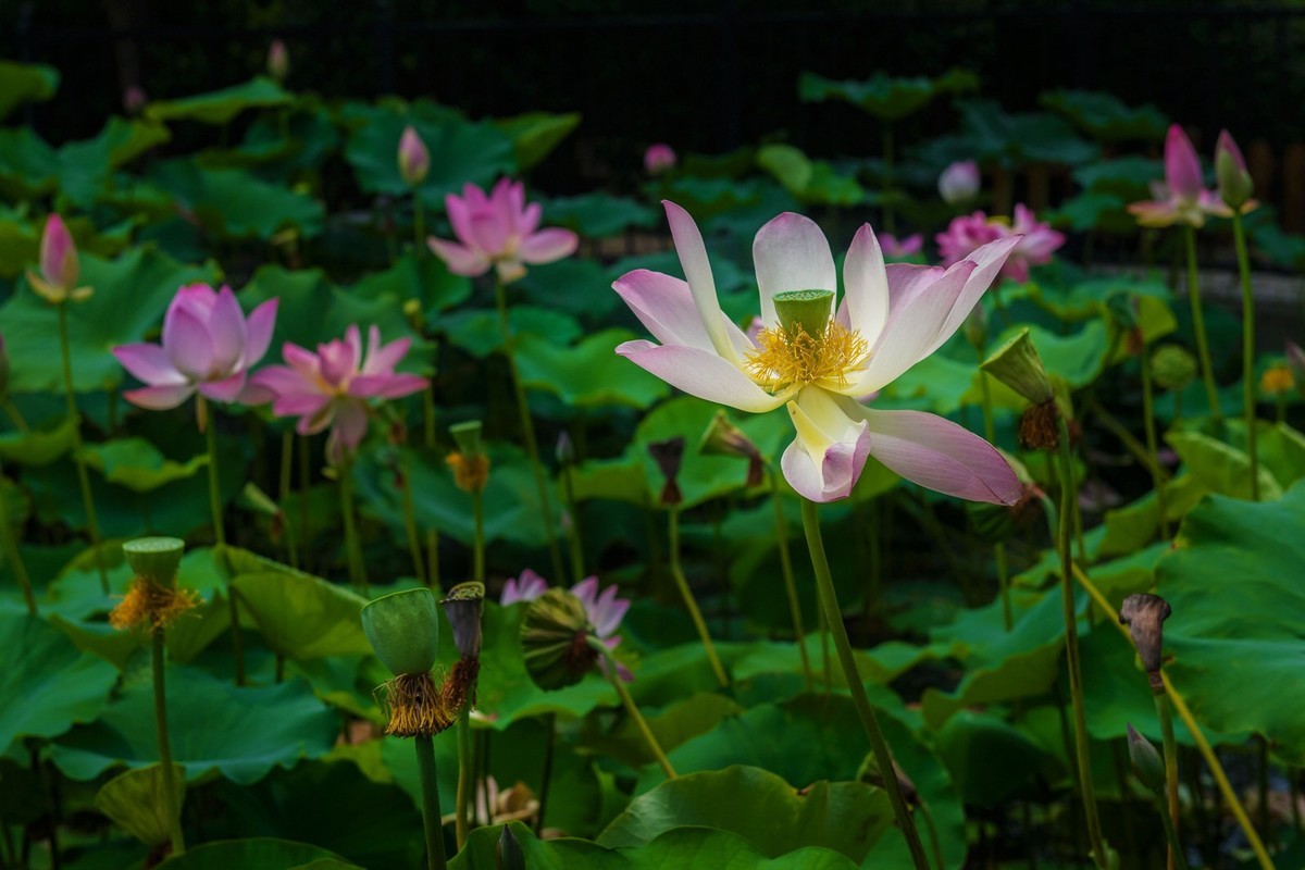 荷花