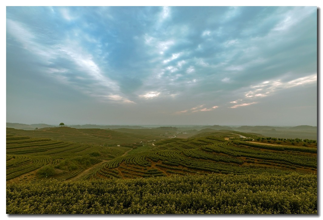 湖州埭溪东红茶场