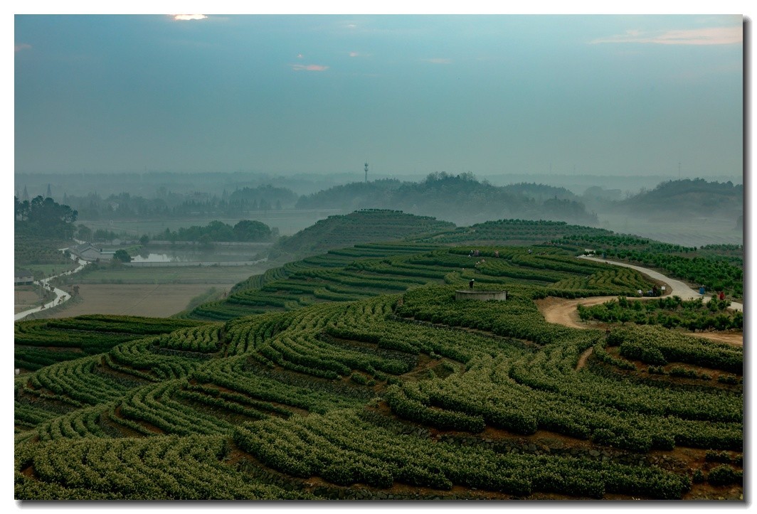 湖州埭溪东红茶场