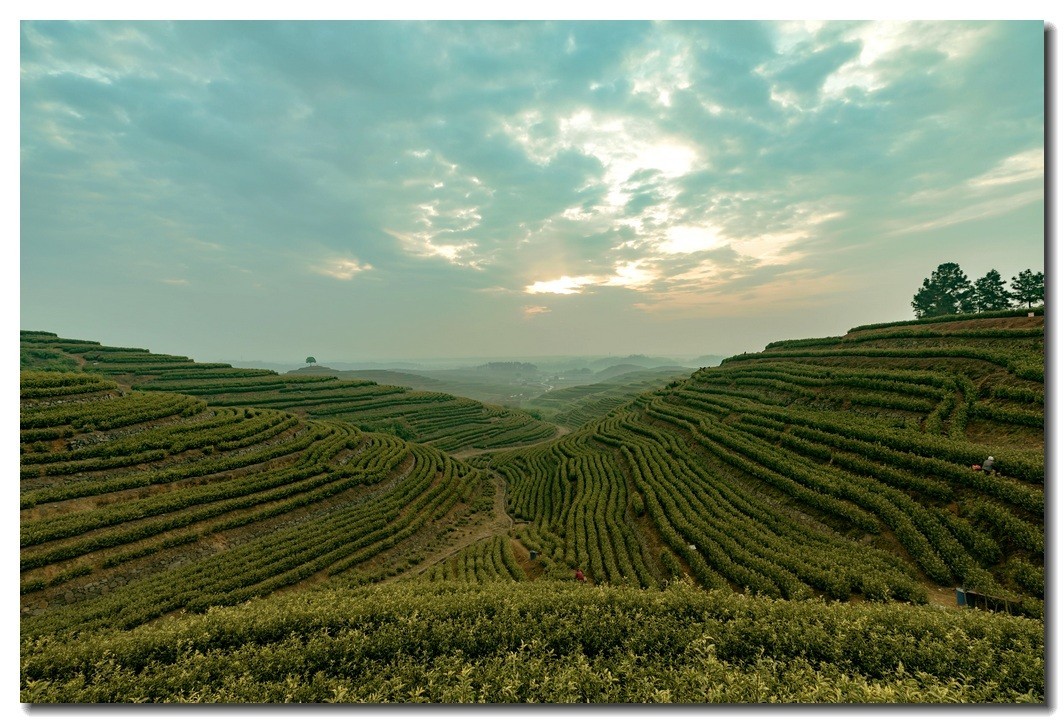 湖州埭溪东红茶场